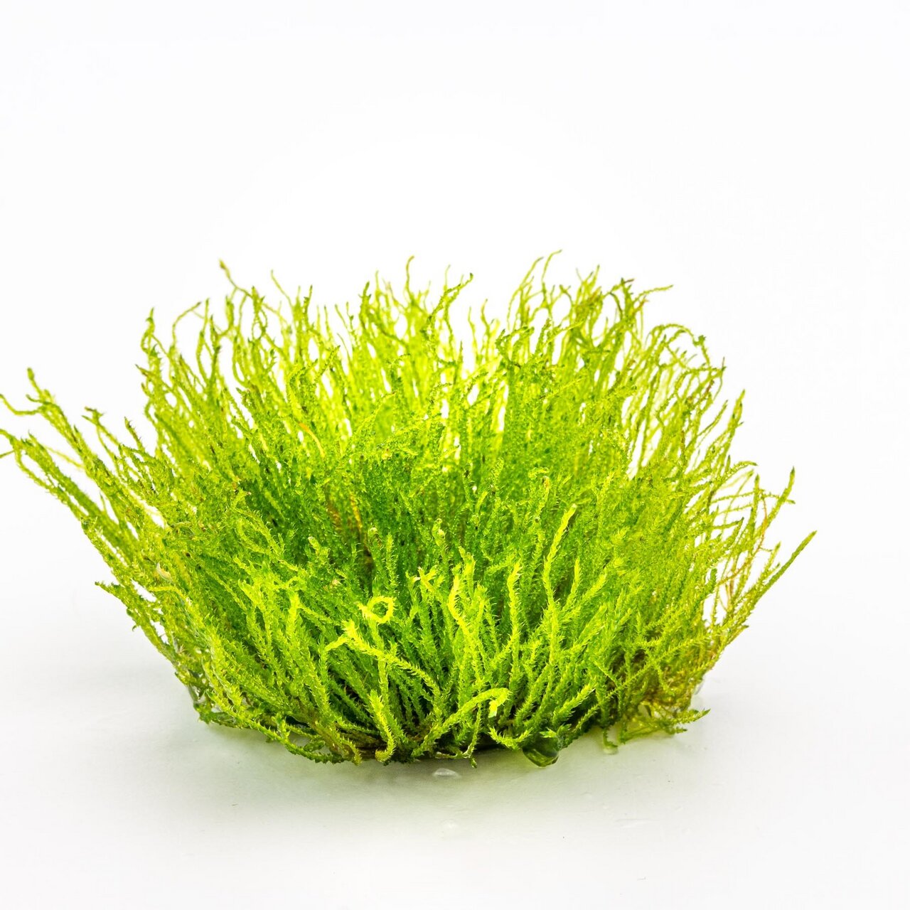 ALOHA Wasserpflanze, für Aquarien, dicht gewachsen, feine Blätter, schafft nat. Umgebung für Fische, Dekoration & Versteck.