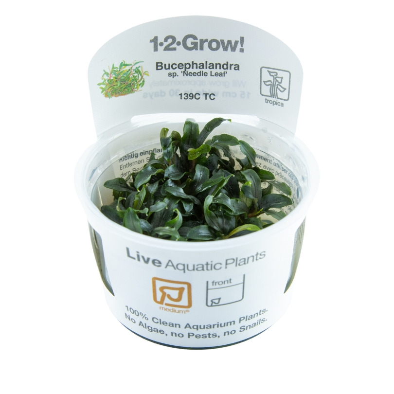 Tropica 1-2-Grow! Bucephalandra 'Needle Leaf', für Aquarienbesitzer, algenfrei, mittlere Menge lebender Wasserpflanzen.