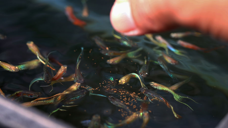 Endler Guppys werden gefuettert