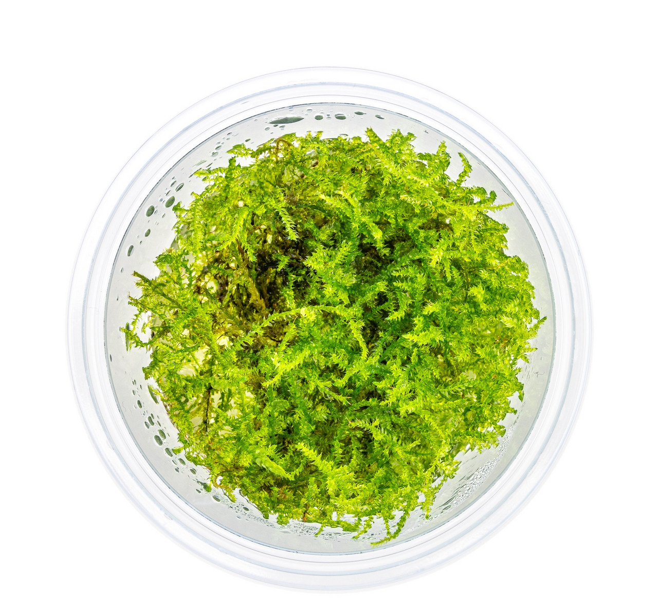 ALOHA Aquarium-Moos, für Aquarienliebhaber, lebendig & saftig, ideal für Aquarien/Terrarien, Menge: ca. 12 g.