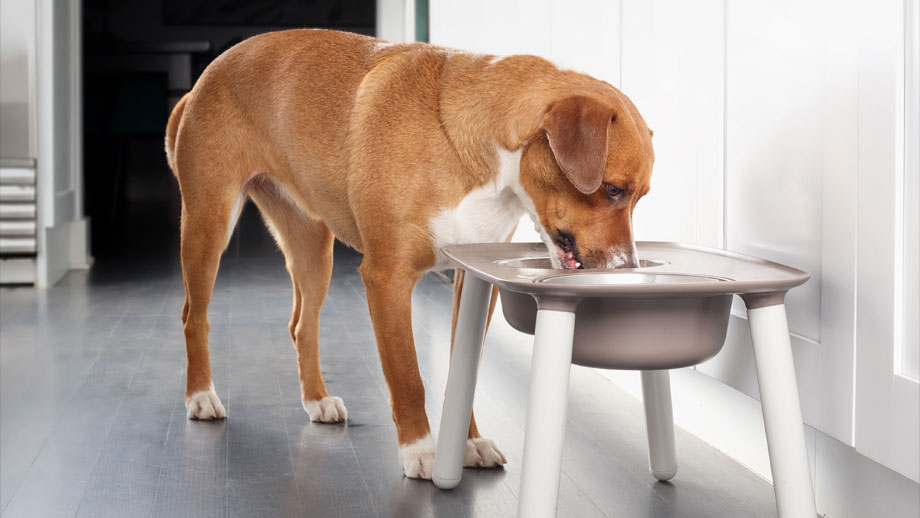 Hund frisst aus erhoehtem Napf