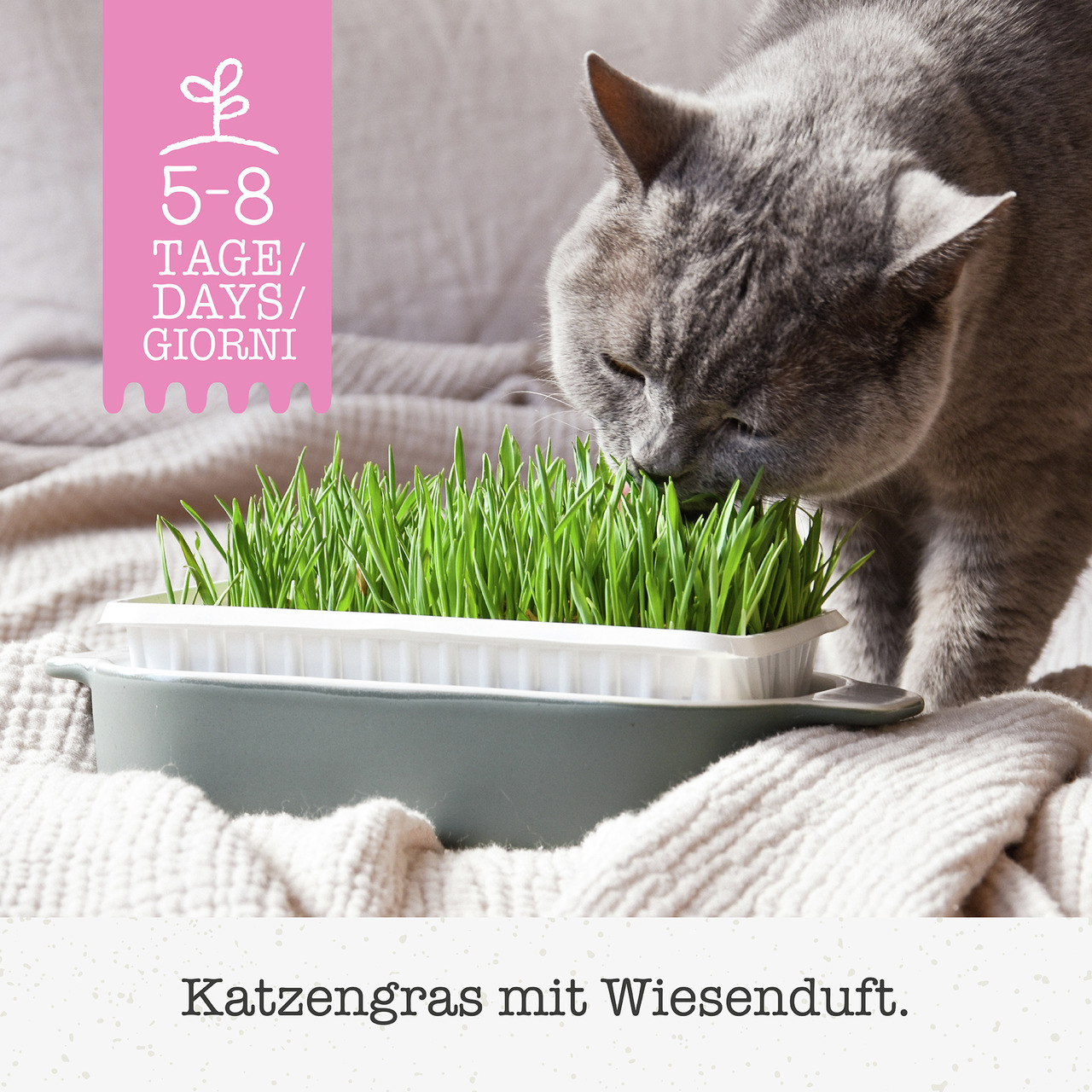 GimCat Katzen-Gras mit Wiesenduftaroma 150g Nahrungsergänzung für Katzen