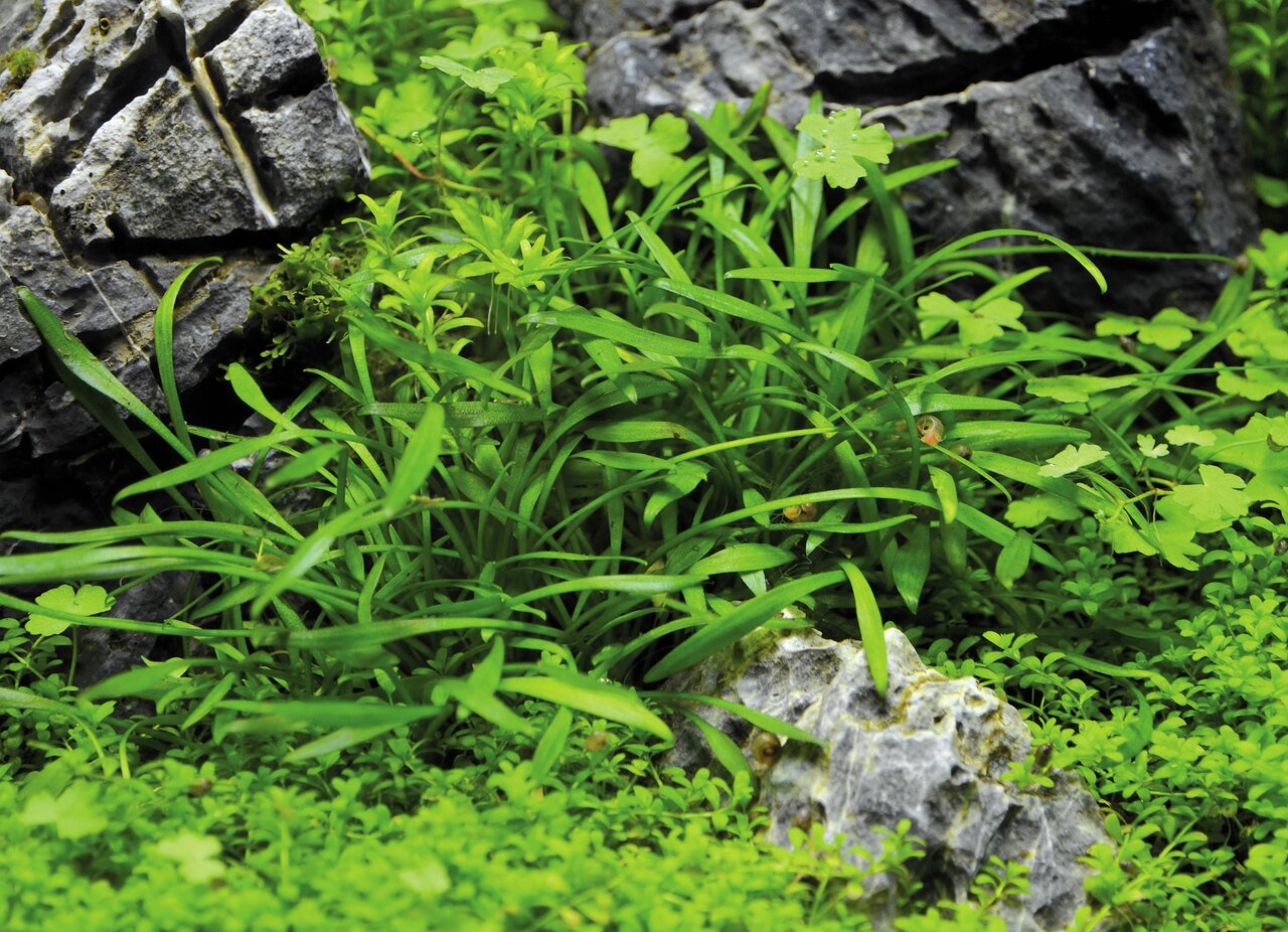 ALOHA Aquarienpflanzenset, für Zierfischhalter, sattem Grün, mit grauen Steinen, fördert Wasserqualität, bietet Verstecke.