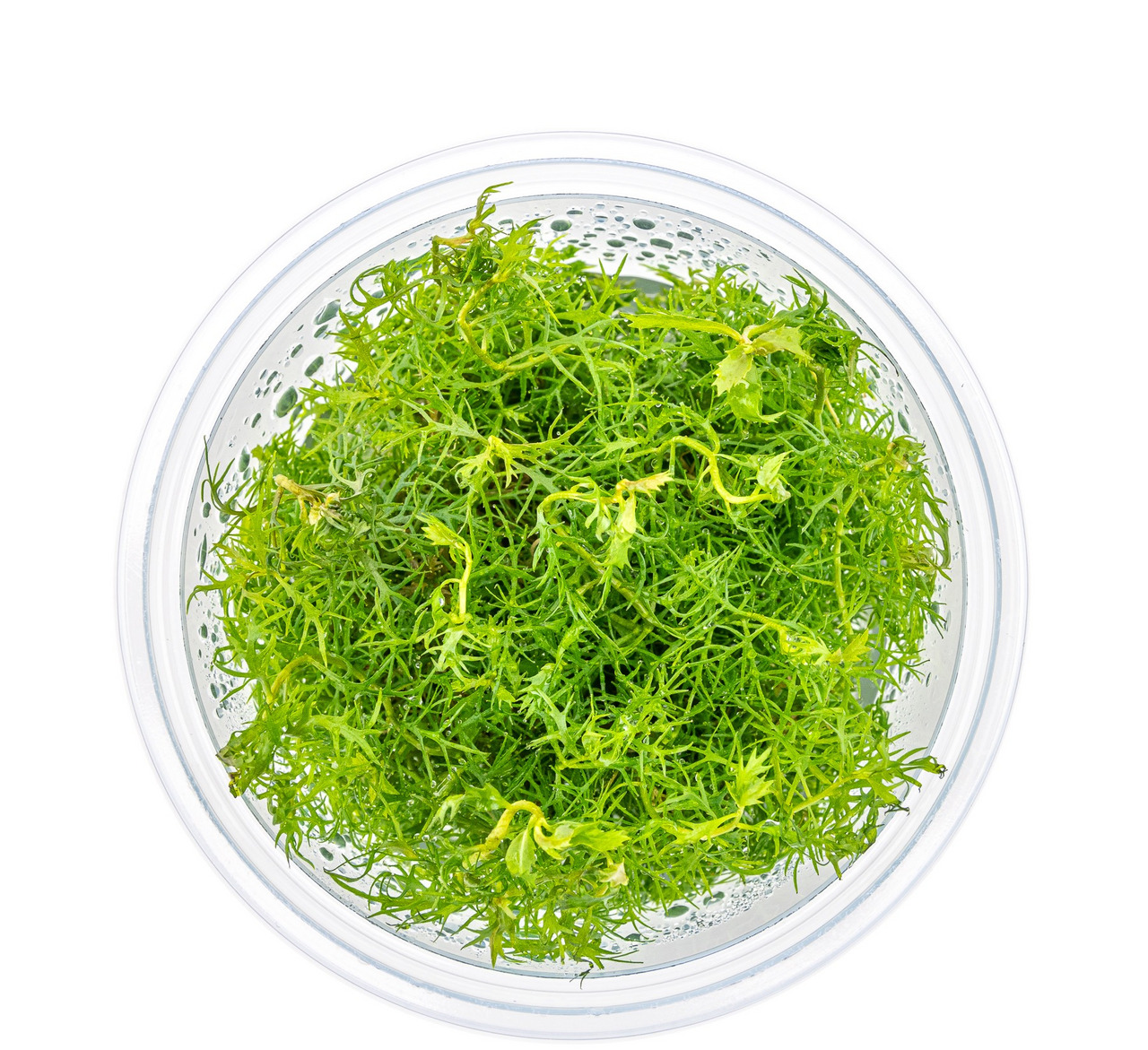 ALOHA Mooskraut, für Aquarien, dekorative Pflanze für Fische & Garnelen, ca. 1 Portion, frisches grünes Mooskraut.