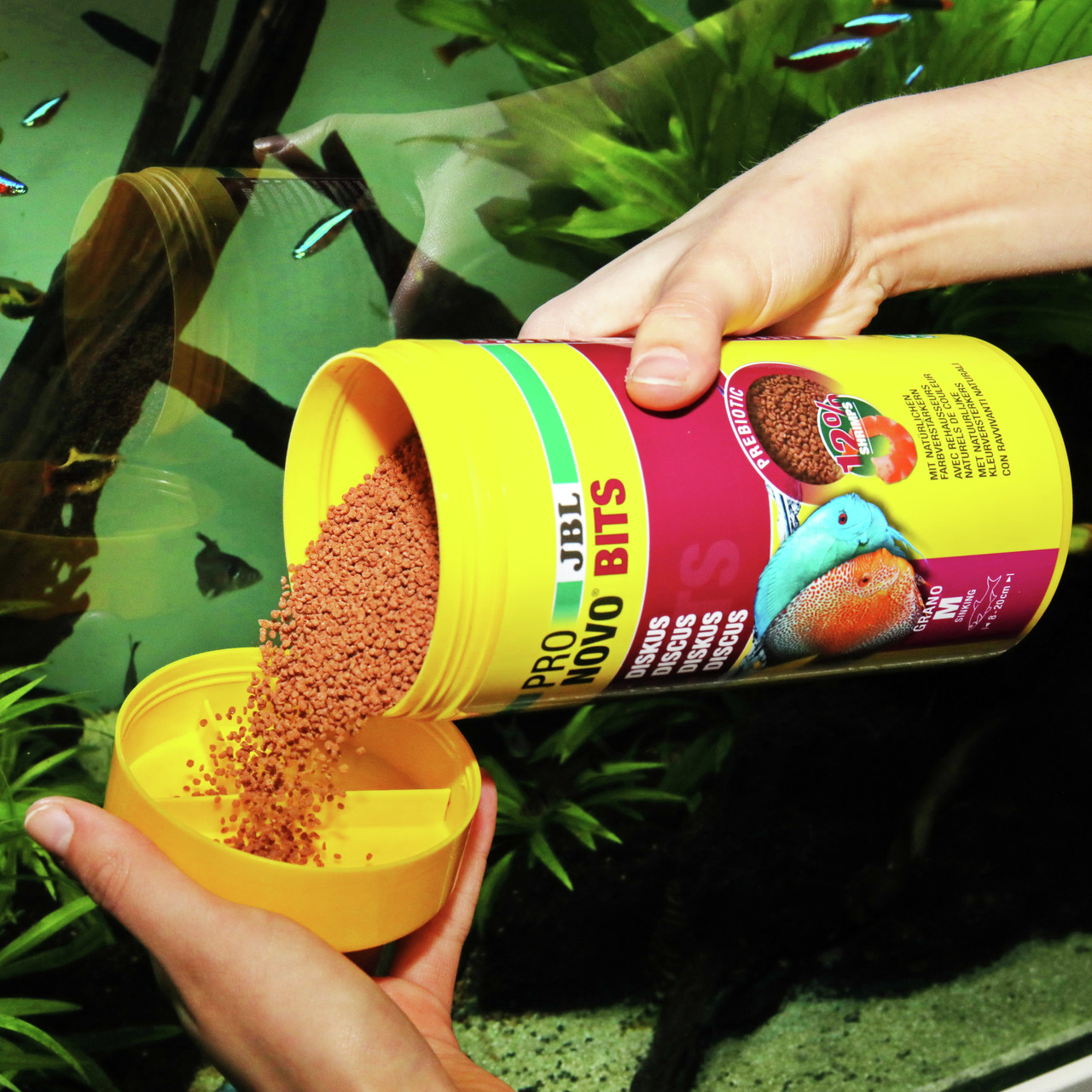 Das Bild zeigt eine gelbe Dose des Fischfutters „JBL ProNovo Bits Discus“ für Diskusfische, die in eine Hand geschüttet wird. Die Dose enthält 250 ml und ist speziell für Zierfische entwickelt. Auf der Verpackung sind ein Diskusfisch und Hinweise auf die 