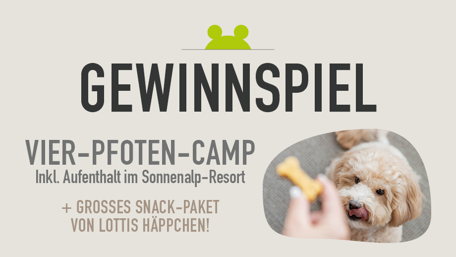 2026 Vier Pfoten Camp Blog Banner1 920x518px