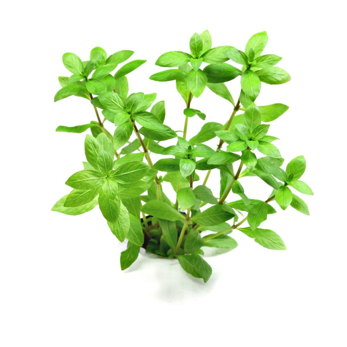 ALOHA Hygrophila polysperma
