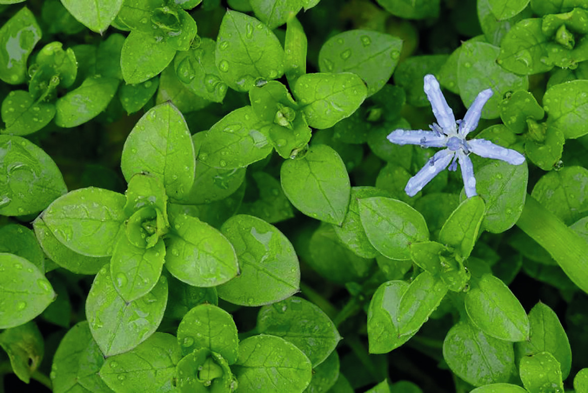 Frische grüne Blätter mit blauer Blüte, Wassertropfen betonen Lebendigkeit. Natürlicher Eindruck, evtl. pflanzl. Produkt.