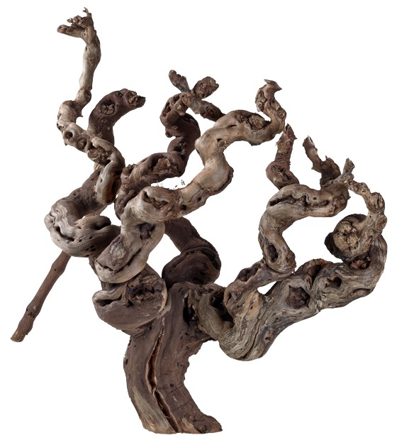 HOBBY Wurzel, nat. Holz, für Aquarien/Terrarien, nat. Optik & Versteckmglk. für Tiere, Maße/Gewicht variabel.