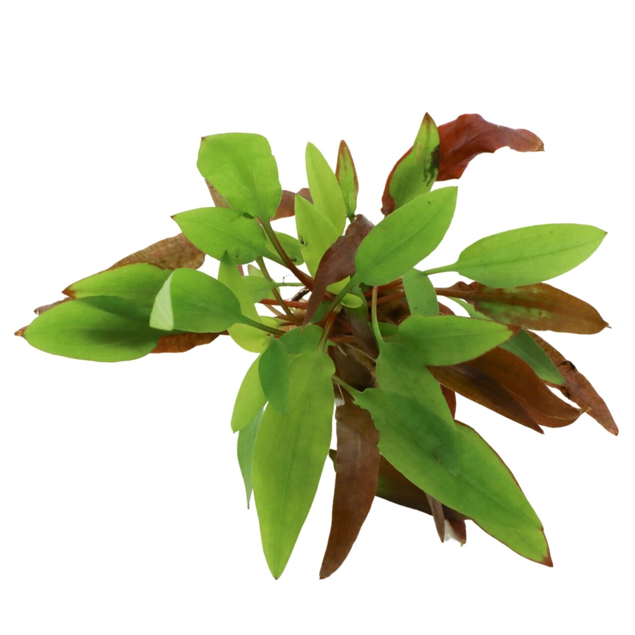 ALOHA Wasserpflanze, für Süßwasseraquarien, Dekoration & Sauerstofflieferant, ideal für Aquaristik-Fans, hellgrüne & braune Blätter.