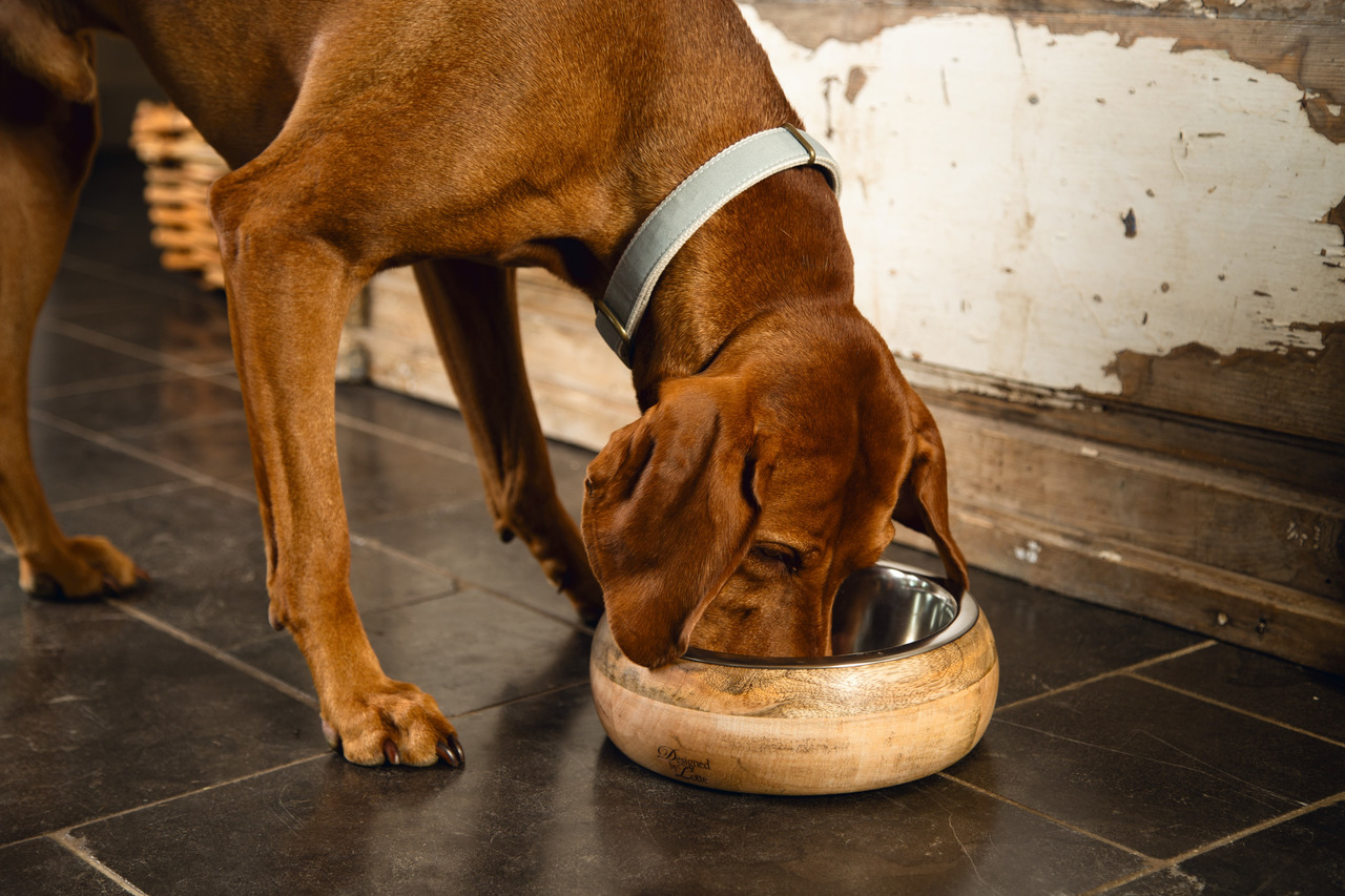 Hundenapf "Designed by Lotte", Holz+Edelstahl, für Hunde, modernes Design+Funktionalität, auf dunklen Fliesen, rustikale Umgebung.