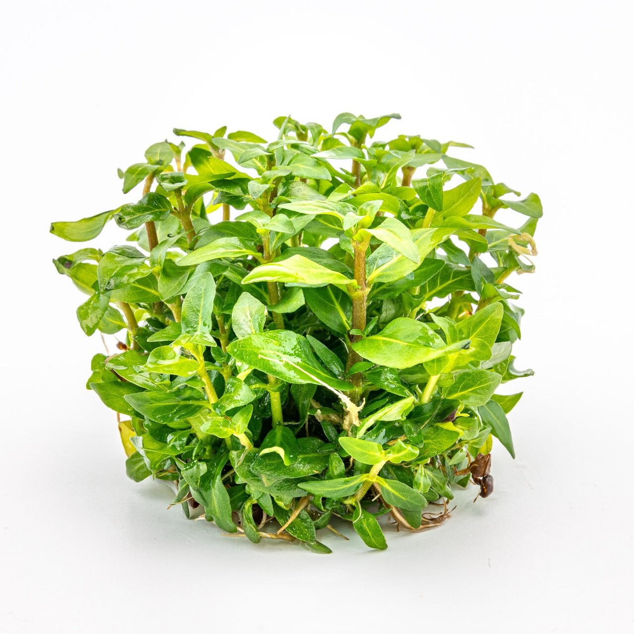 ALOHA Wasserpflanze, für Süßwasseraquarien, Versteckmglk. für Fische, verbessert Wasserqualität, dichte grüne Blätter.