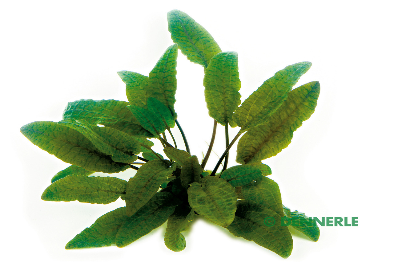 ALOHA Cryptocoryne wendtii BRAUN