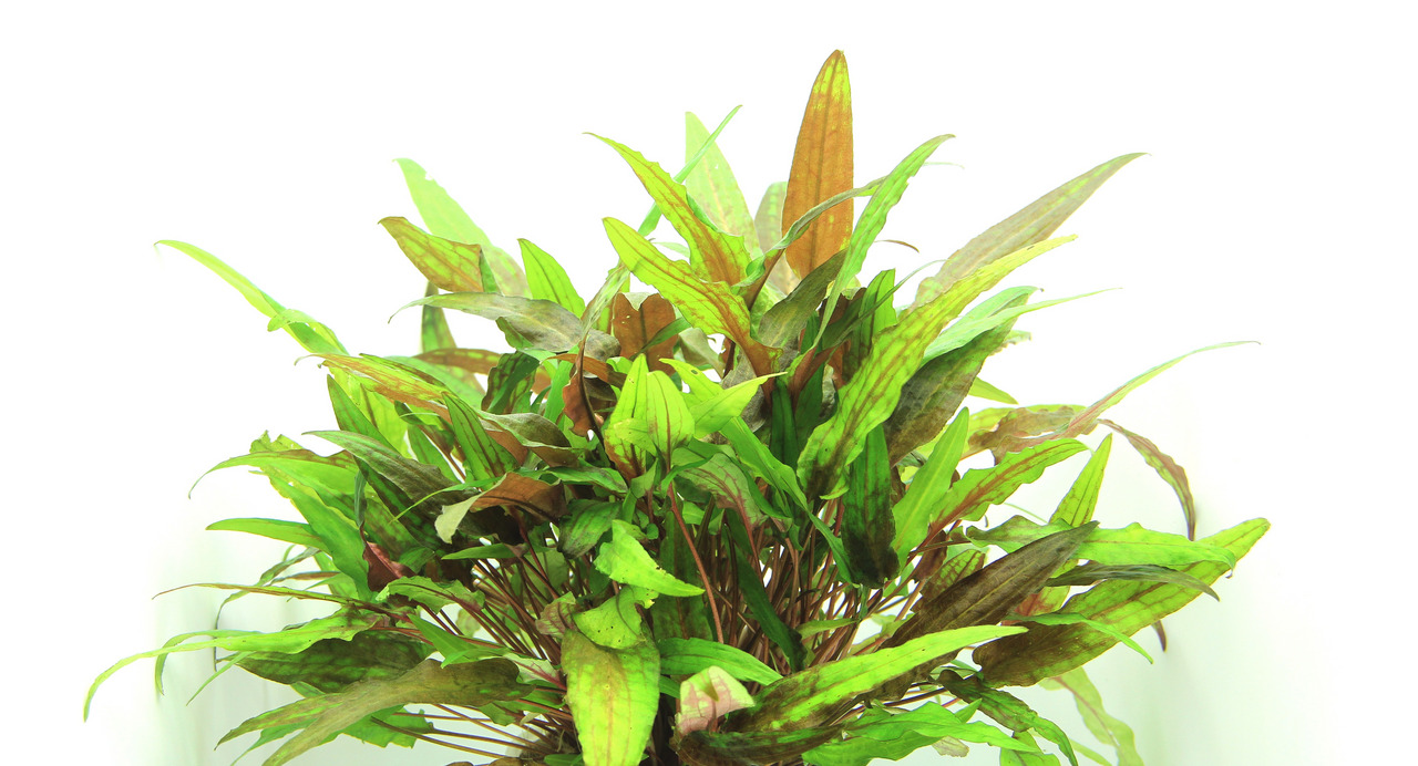 Das Bild zeigt eine üppige Wasserpflanze der Art Cryptocoryne Wendtii, die sich durch ihre langen, schmalen Blätter in verschiedenen Grüntönen auszeichnet. Die Pflanze eignet sich ideal für Aquarien und bietet Fischen Versteckmöglichkeiten. Sie ist pflege