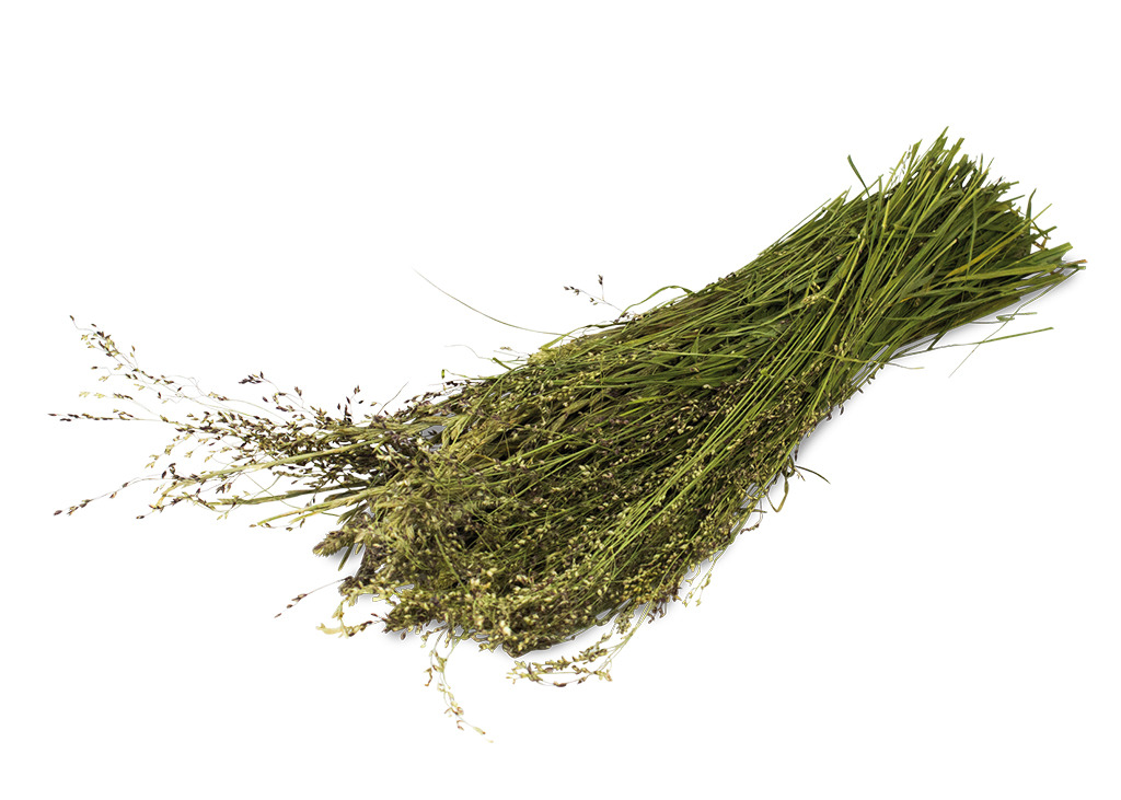 Das Bild zeigt einen Bund JR FARM Wildgräser, ein natürliches Ergänzungsfuttermittel für Kleintiere wie Kaninchen, Meerschweinchen und andere Nager. Die Gräser sind frisch getrocknet und reich an Ballaststoffen, ideal zur Unterstützung der Verdauung. Meng