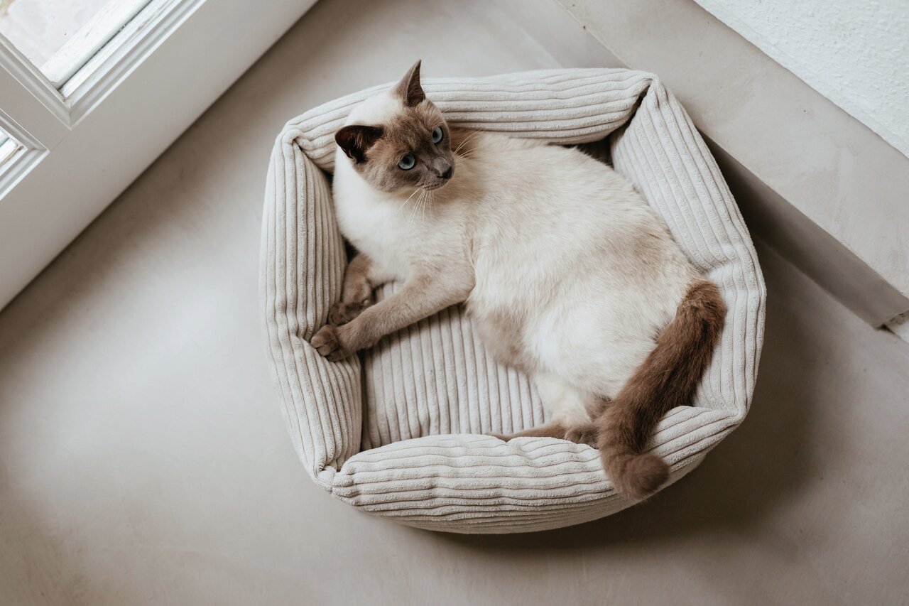 Stylecats Katzenbett, beige, gerippter Stoff, optimaler Komfort, ideal f. Hauskatzen, minimalistisches Design, modern.