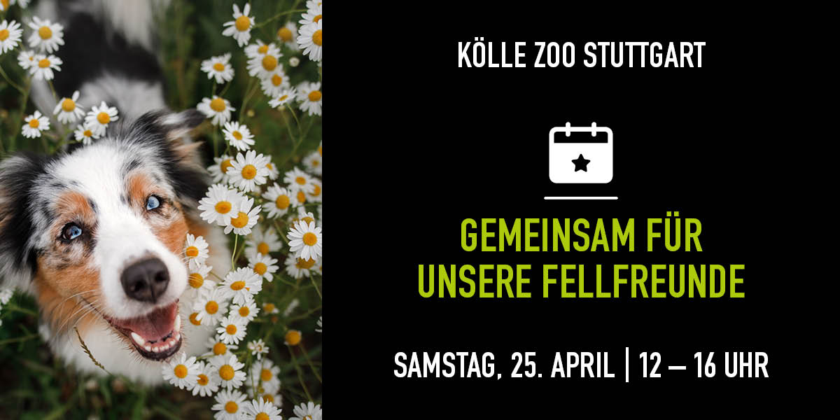 Hund schaut in die Kamera und sitzt in einem Gänseblümchen Feld. Rechts die Infos zum Event