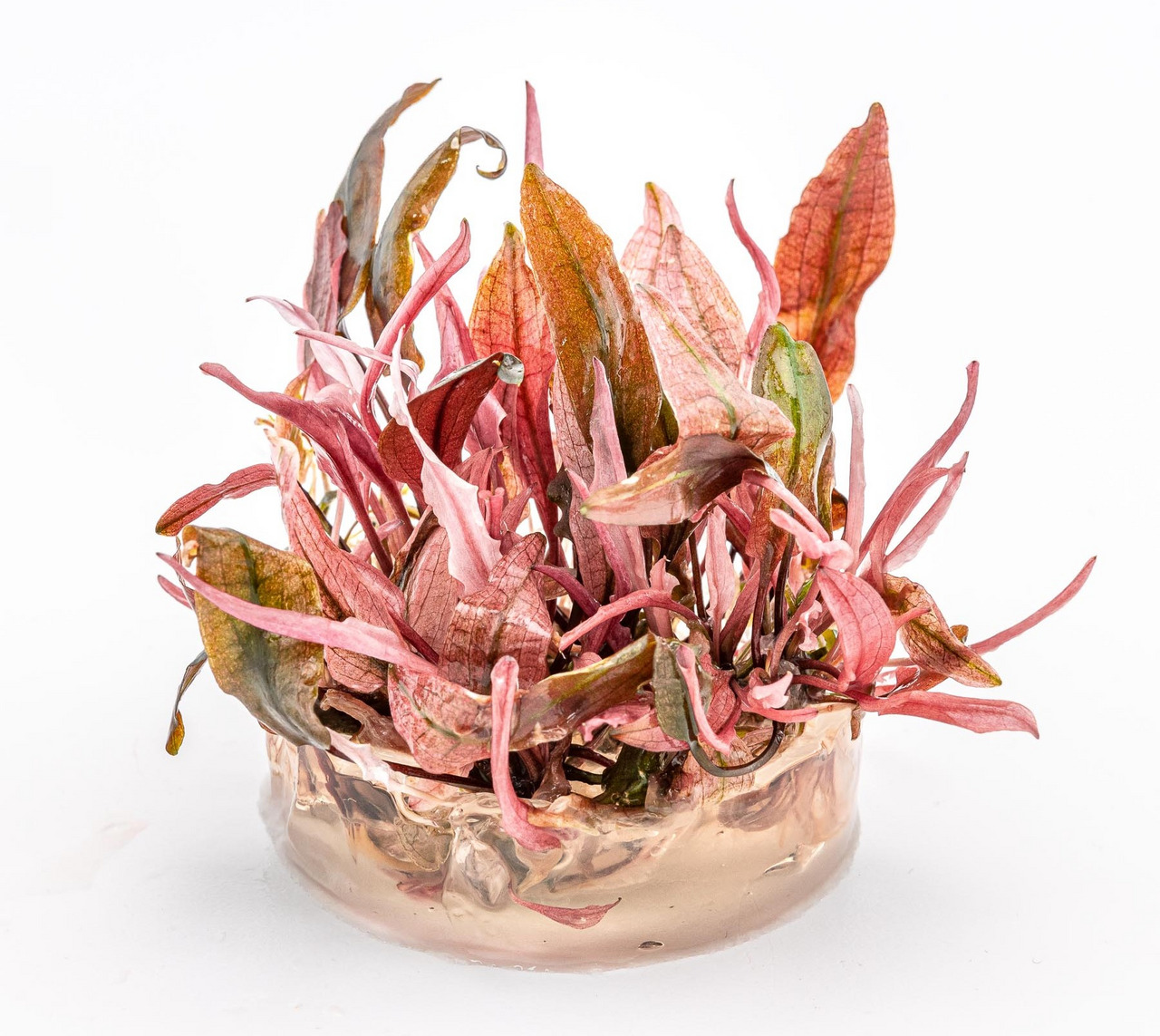 ALOHA Aquarienpflanzen-Set, für Aquarienliebhaber, rote/grüne Blätter, natürliche Textur, ideal für Süßwasseraquarien.