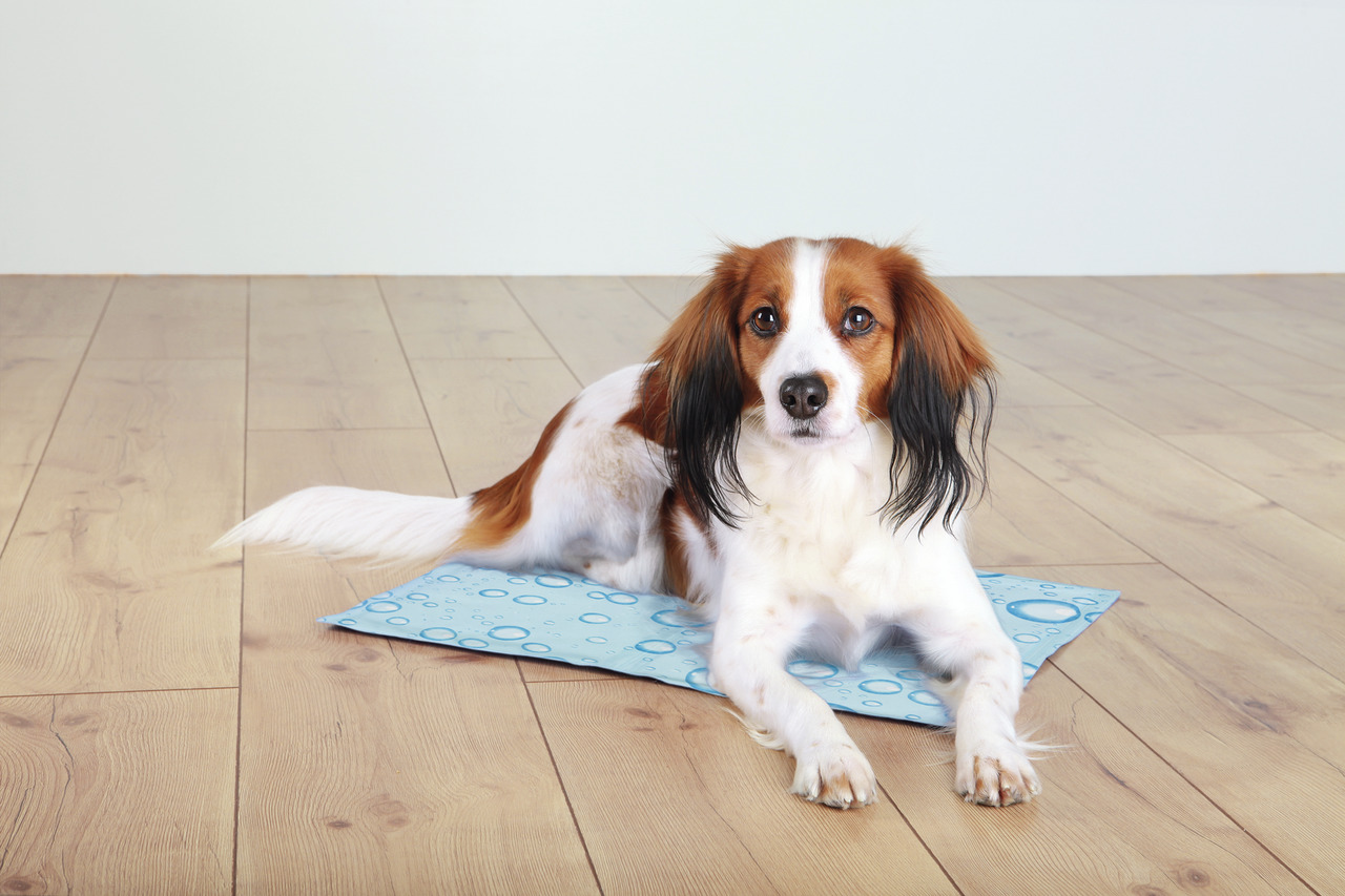 Ein kleiner Hund liegt entspannt auf einer TRIXIE Kühlmatte mit blauem Design und Wasserblasenmuster. Die Matte ist speziell für Hunde entwickelt, um an heißen Tagen Abkühlung zu bieten. Zielgruppe: Hunde. Marke: TRIXIE. Produktname: Kühlmatte. Größe und 