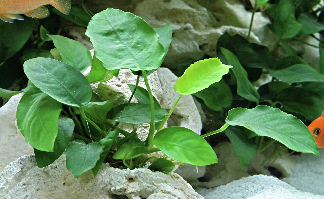Anubias barteri var. nana, Aquarienpflanze, ideal f. Süßwasseraquarien, dunkelgrüne Blätter, glatte Oberfläche.