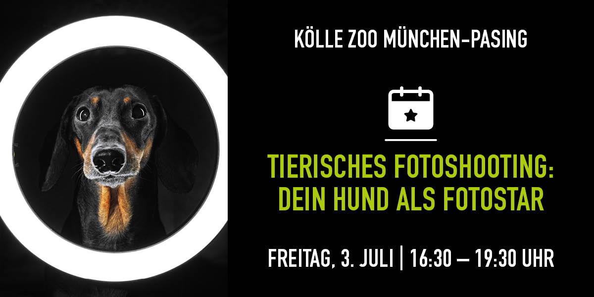 Hund schaut durch runden Lichtring, Infos zu Fotoshooting im Kölle Zoo 