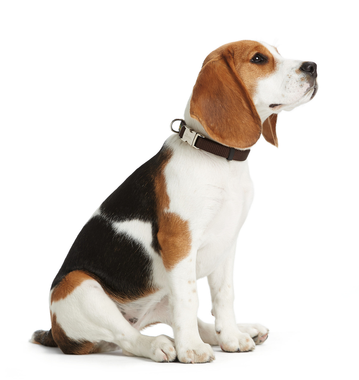 HUNTER Halsband für mittelgr. Hunde, braun, schlicht & robust, elegantes Design, hoher Tragekomfort.