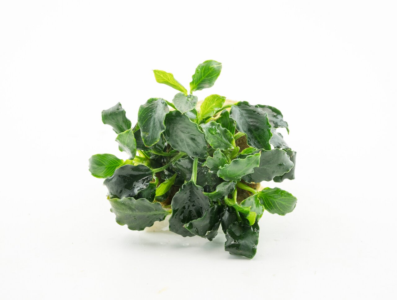 ALOHA Anubias barteri var. nana, für Süßwasseraquarien, pflegeleicht, auf Stein, ideal für Anfänger & erfahrene Aquarianer.