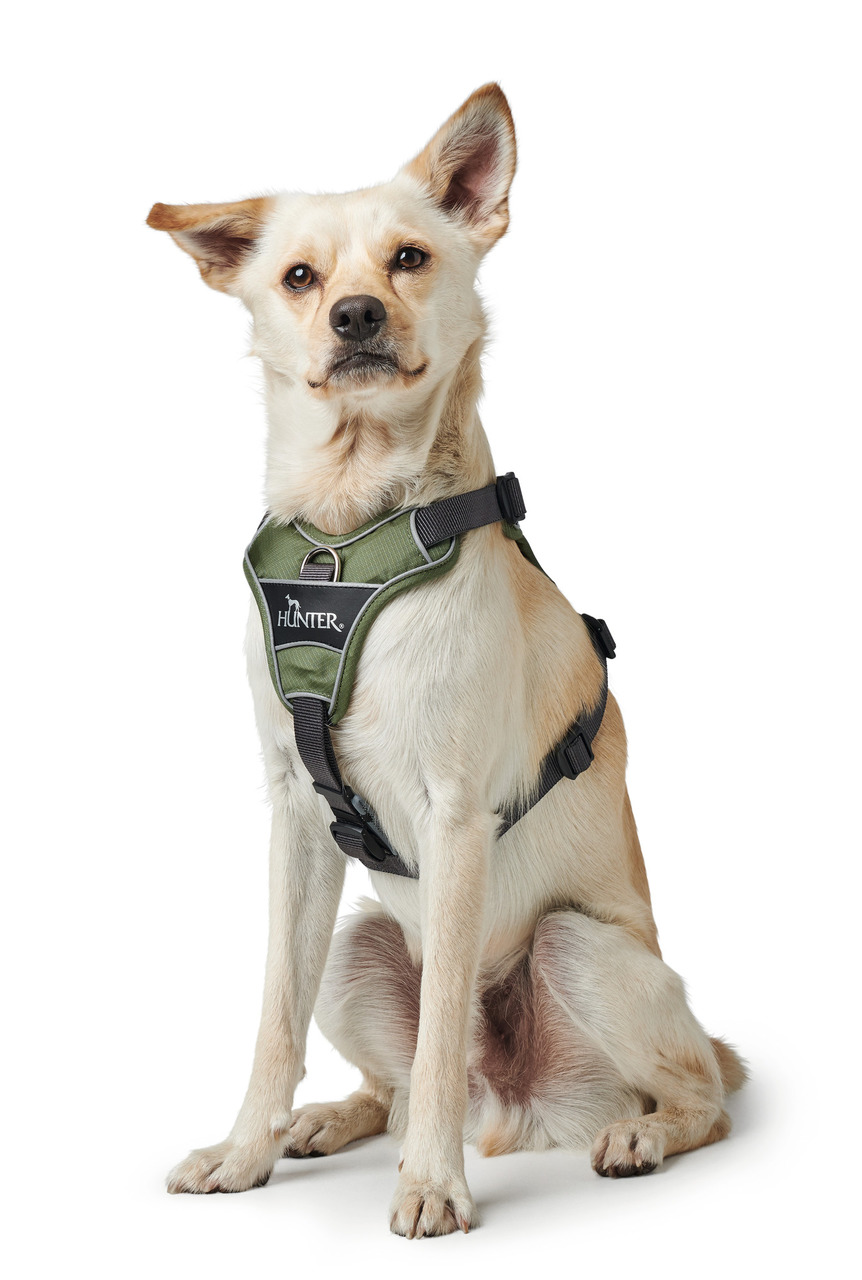 Ein mittelgroßer, hellbrauner Hund sitzt aufrecht und trägt ein olivgrünes Hundegeschirr der Marke HUNTER. Das Geschirr ist ergonomisch gestaltet, mit schwarzen Gurten und silbernen Schnallen. Es eignet sich für Hunde mittlerer Größe und bietet Komfort so