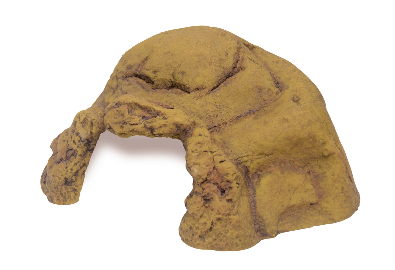 Exo Terra Turtle Shell Versteck, dekorativ, für Reptilien/Amphibien, robust, naturgetreu, sicherer Rückzugsort, für Terrarienbesitzer.