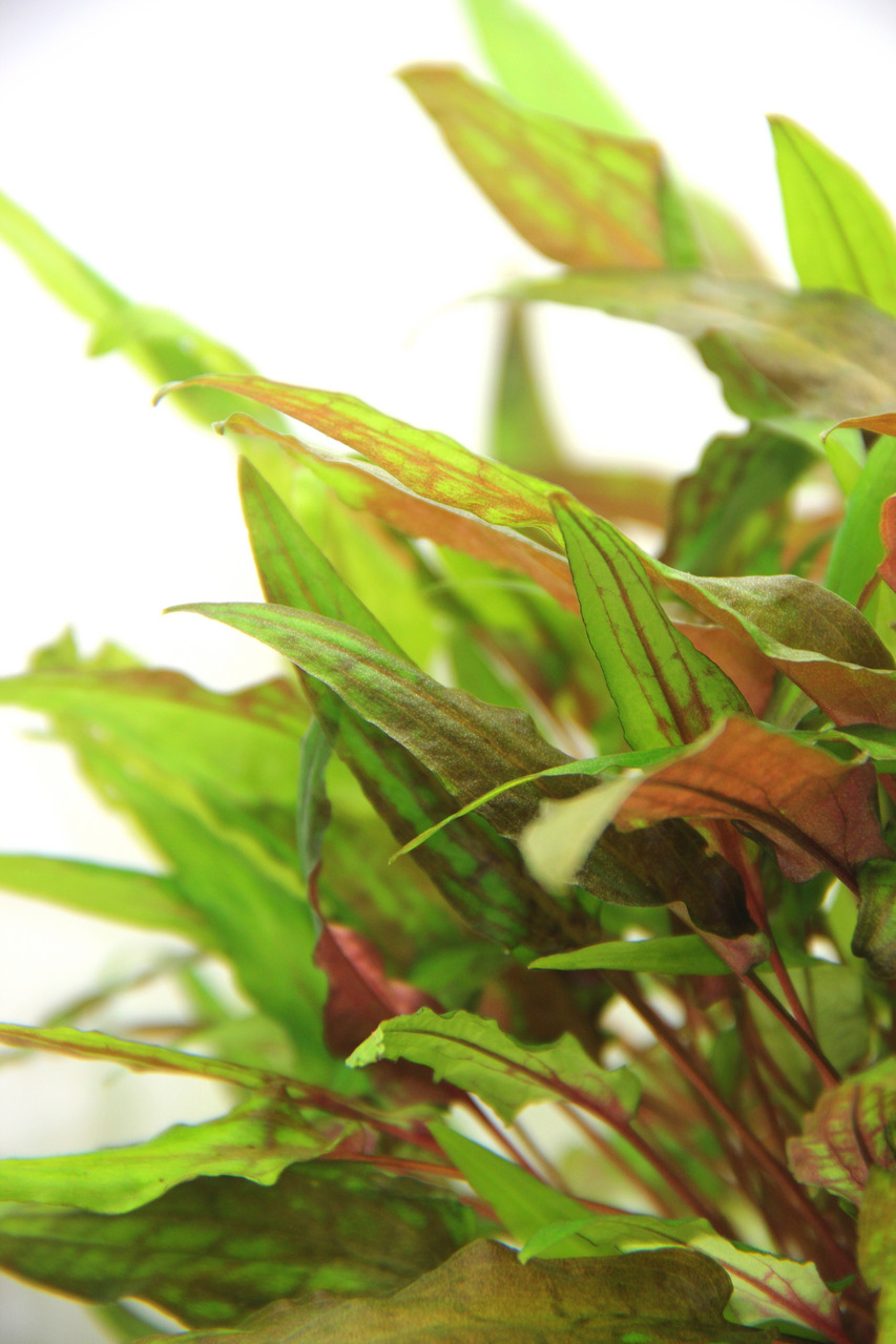 Das Bild zeigt eine Nahaufnahme der Aquarienpflanze Cryptocoryne wendtii "Tropica" mit der EAN 4251127233635. Die Pflanze hat schmale, grüne Blätter mit rötlich-braunen Akzenten und eignet sich ideal für Süßwasseraquarien. Sie ist pflegeleicht und bietet 