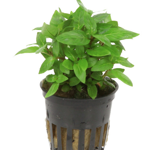 Tropica Hygrophila 'Compact', grüne Wasserpflanze im Topf, für Aquarienliebhaber, dekorativ & verbessert Wasserqualität.