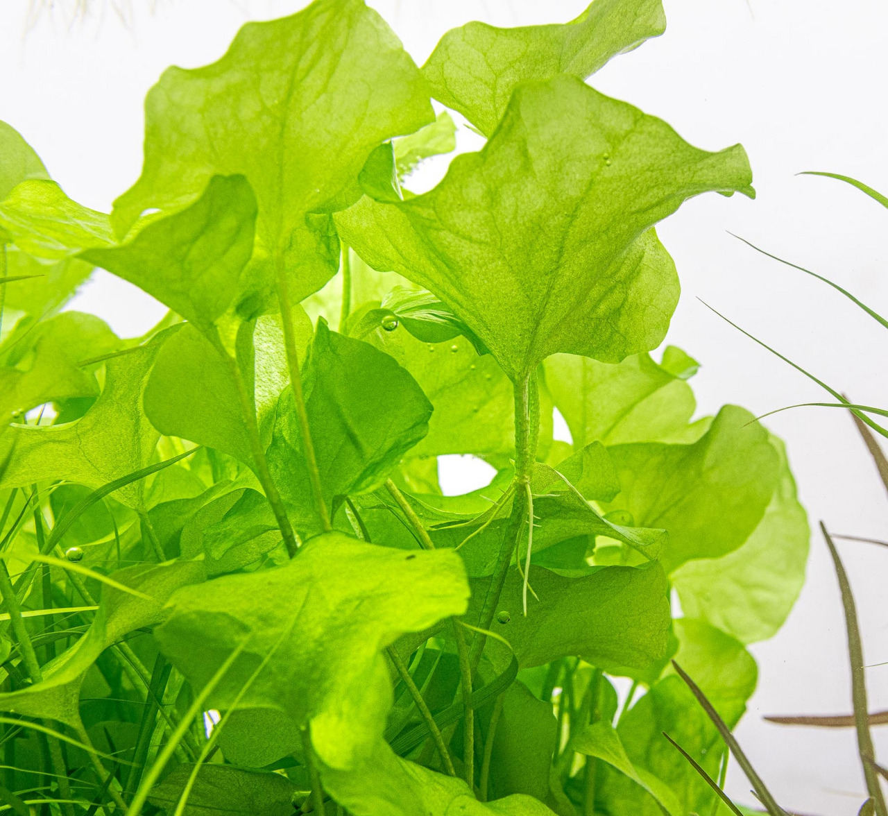 Wassersalat (Pistia stratiotes), Wasserpflanze f. Aquarien/Teiche, leuchtend grüne Blätter, dekorativ, pflegeleicht.
