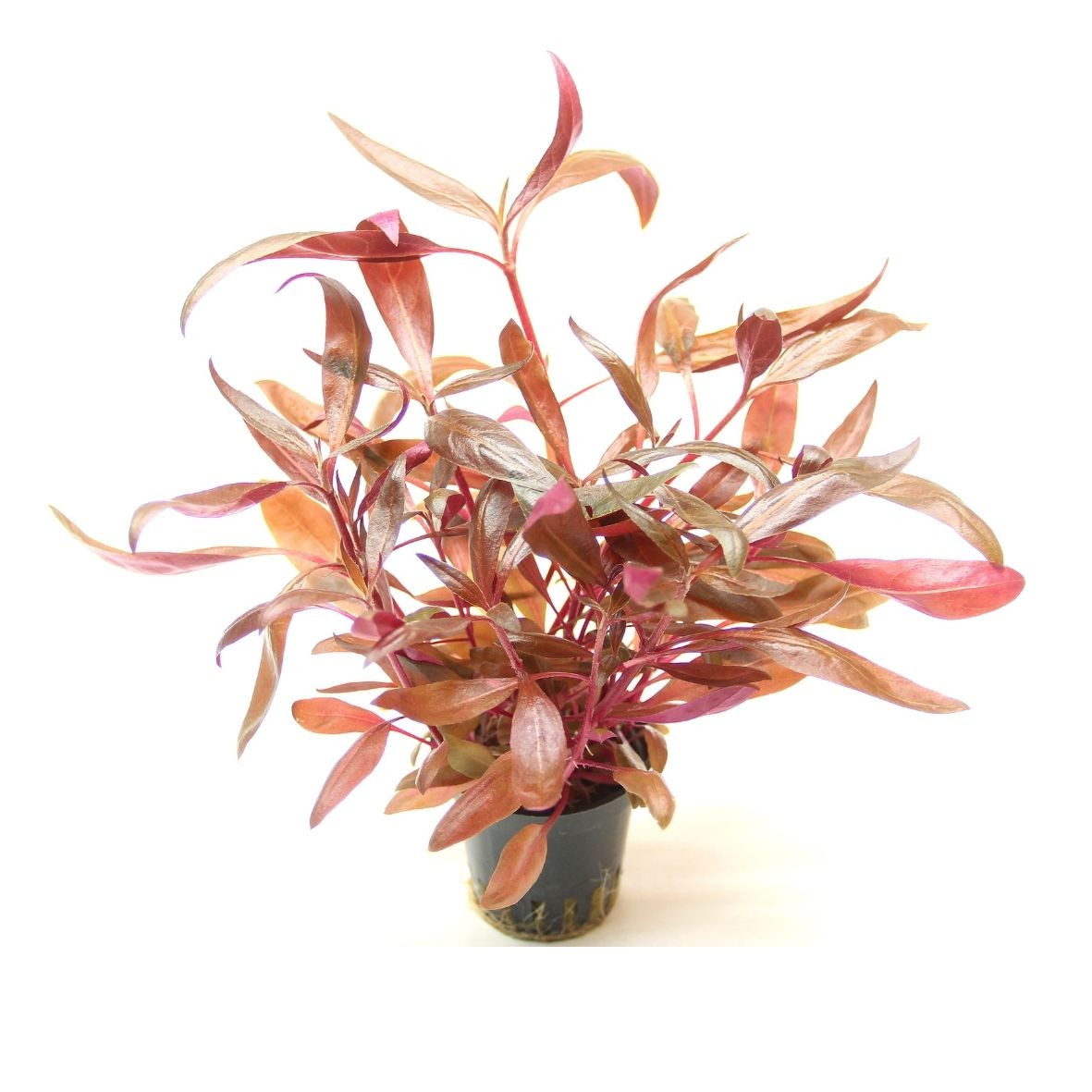 ALOHA Alternanthera reineckii ROT