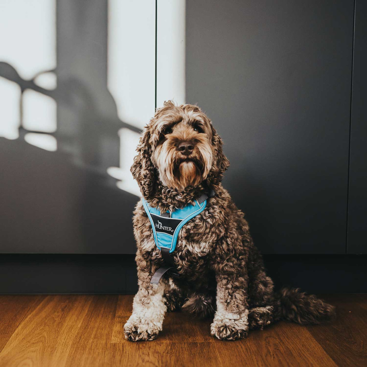Ein mittelgroßer, braun-gelockter Hund sitzt auf einem Holzboden vor einem dunklen Schrank. Er trägt ein türkisfarbenes Hundegeschirr der Marke HUNTER. Das Geschirr ist speziell für Hunde entwickelt und bietet Komfort sowie Sicherheit. Es eignet sich für 