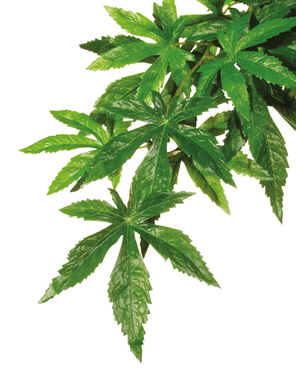 Exo Terra Seidenpflanze Abutilon groß