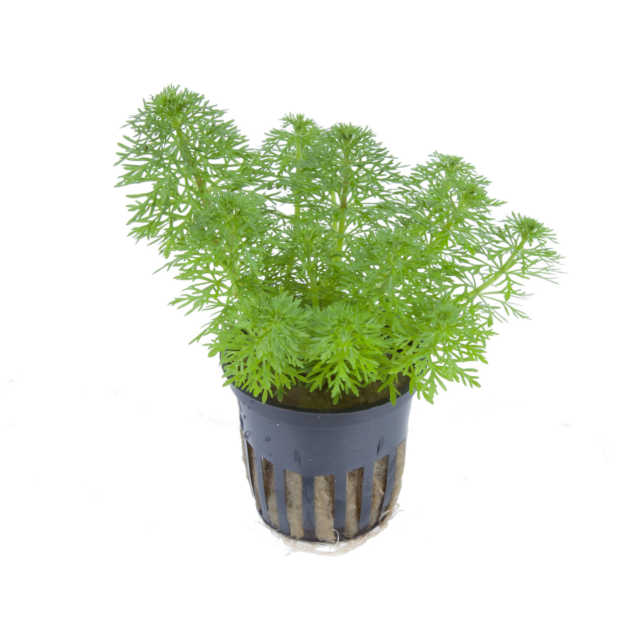 Tropica Wasserpflanze, Aquarien, grüne farnartige Blätter, Dekoration & Sauerstoff, im Kunststofftopf, EAN 5703249047007.