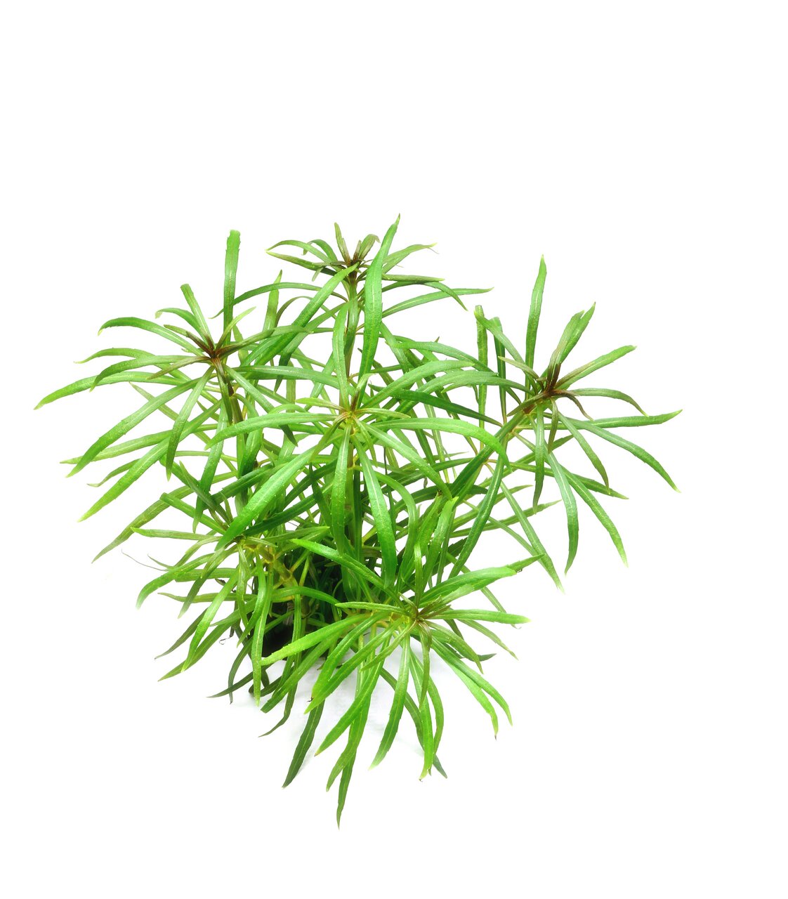 ALOHA Wasserpflanze für Aquarien, lange schmale Blätter, lebendiges Grün, pflegeleicht, ideal dekorativ für Aquarienliebhaber.