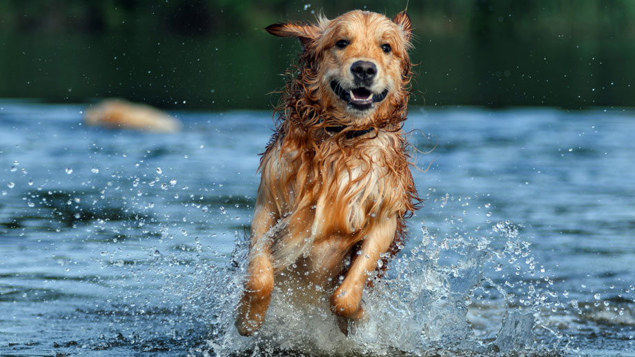 Golden Retriever tobt im Wasser