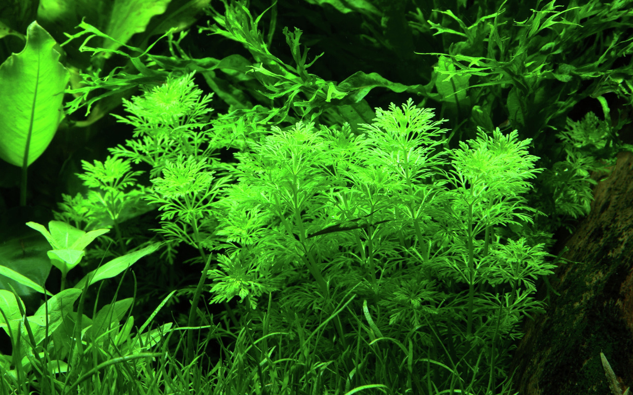 Tropica Hygrophila difformis, Süßwasseraquarien, hellgrüne Blätter, Versteckmöglichk. für Fische/Garnelen, ideal f. Anfänger/Profis.