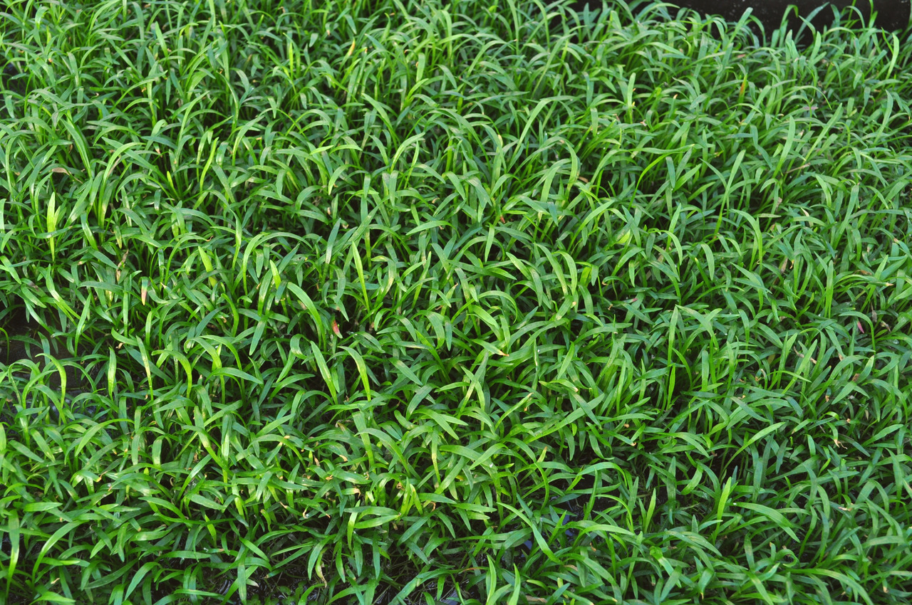 ALOHA Katzengras für Katzen, Ergänzung zur Ernährung, unterstützt Verdauung & Haarballenausscheidung. Menge nicht erkennbar.