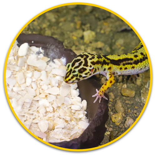 Ein Leopardgecko frisst aus einem Napf mit Kalziumpräparat. Das Produkt ist von der Marke HOBBY und richtet sich an Reptilienhalter, die ihre Tiere mit wichtigen Nährstoffen versorgen möchten. Das Bild zeigt eine Nahaufnahme des Geckos und des Napfinhalts