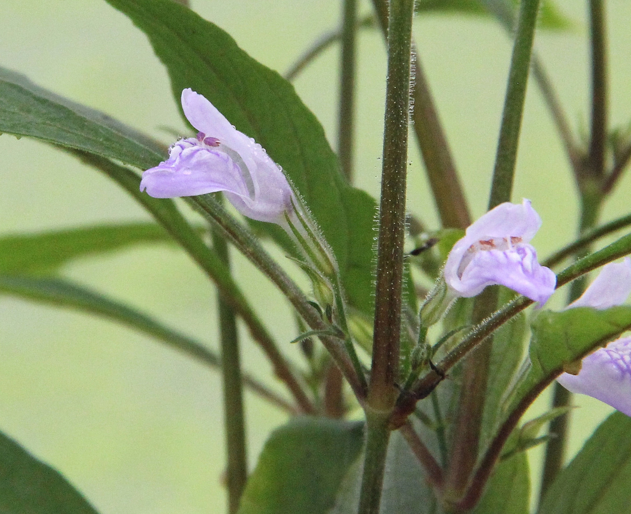 Nahaufnahme violette Aloha-Blüte mit grünen Blättern, zarter Form, Wassertropfen, unscharfer grüner Hintergrund betont die Pflanze.