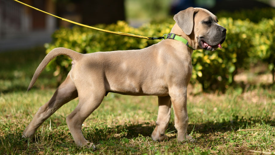 Brauner Cane Corso Welpe läuft an Leine