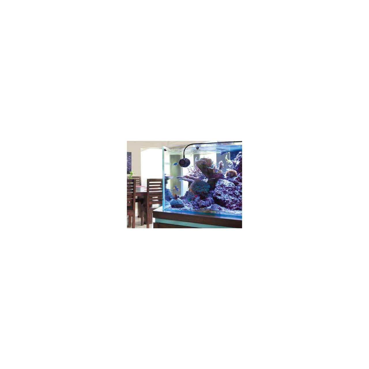 Das Bild zeigt ein modernes Aquarium, das mit der Ecotech Radion LED-Beleuchtung ausgestattet ist. Die Beleuchtung sorgt für optimale Lichtverhältnisse, um Korallen und Fische in einem Meerwasseraquarium gesund zu halten. Im Hintergrund ist ein Essbereich