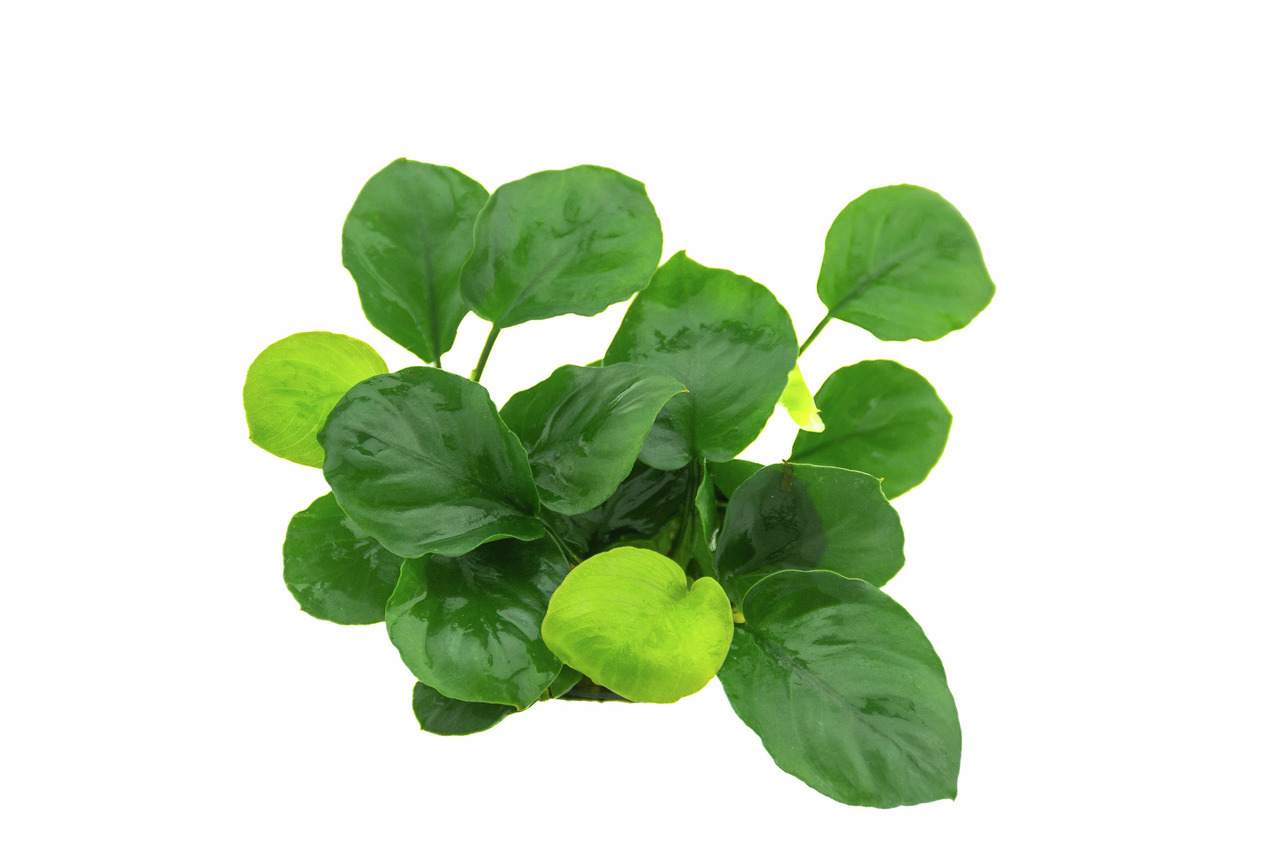 ALOHA künstl. Aquarienpflanze 4251127254739, grüne Blätter m. gelb. Akzenten, pflegeleicht, ideal f. Deko, Versteckmglk. f. Fische.