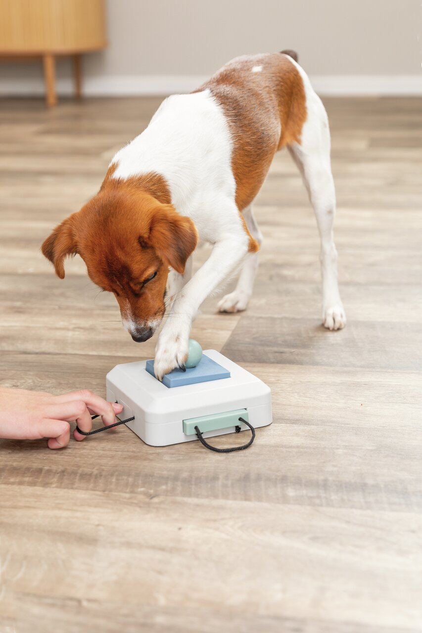 Ein Hund spielt mit dem TRIXIE Dog Activity Poker Box Strategie-Spiel. Zielgruppe: Hunde. Fördert Intelligenz und Beschäftigung.