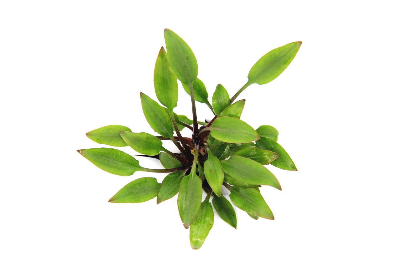 ALOHA Aquarienpflanze, dekorativ & wasserreinigend, für Aquarienliebhaber, frisch-grüne Blätter, EAN 4251127255033.