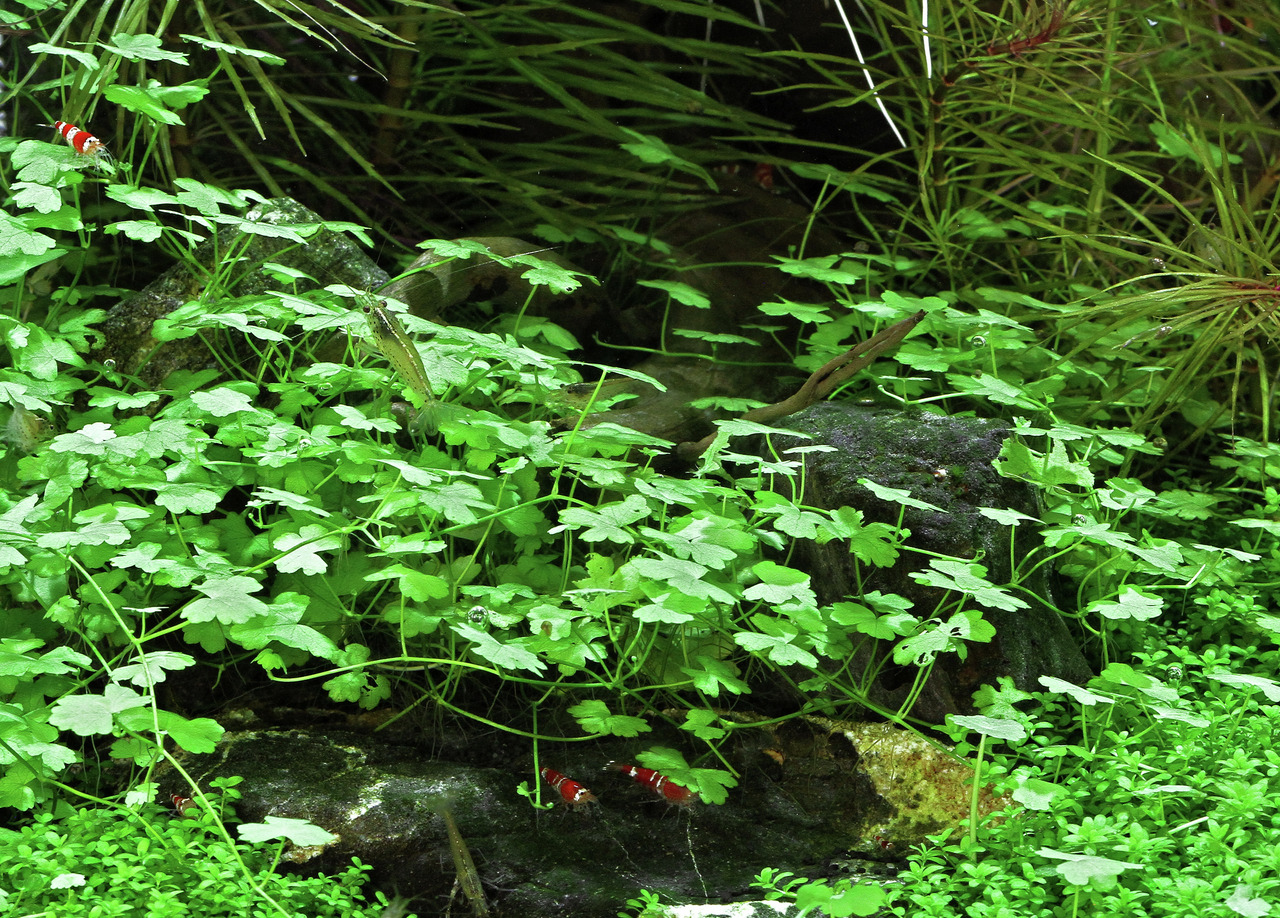Üppig bepflanztes Aquarium mit Wasserpflanzen, Moosen, Steinen & Holz. Rote "Red Bee"-Garnelen bewegen sich lebendig dazwischen.