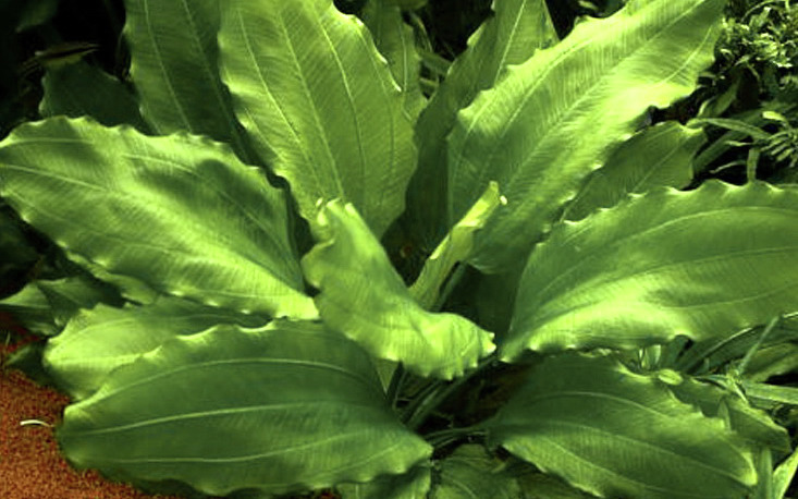 Tropica Echinodorus bleheri: Robuste Wasserpflanze für Süßwasseraquarien, ideal für Anfänger/Profis. Große Blätter, Sauerstoff, Verstecke.