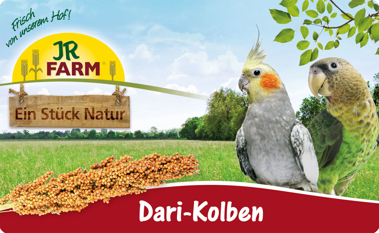 JR FARM Dari-Kolben, Ergänzungsfutter f. Ziervögel (Wellensittiche, Nymphensittiche, Papageien), goldgelb, „Ein Stück Natur“, frisch, 1kg.